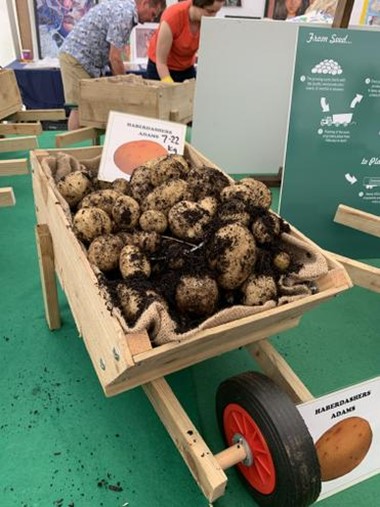 Potato Growing Competition