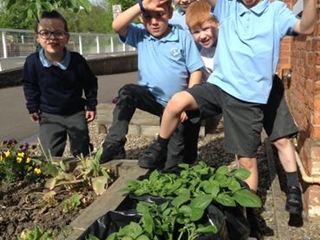 Potato Growing Competition