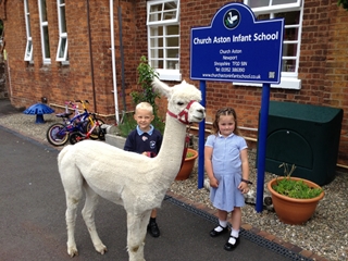 Alpaca Visits School